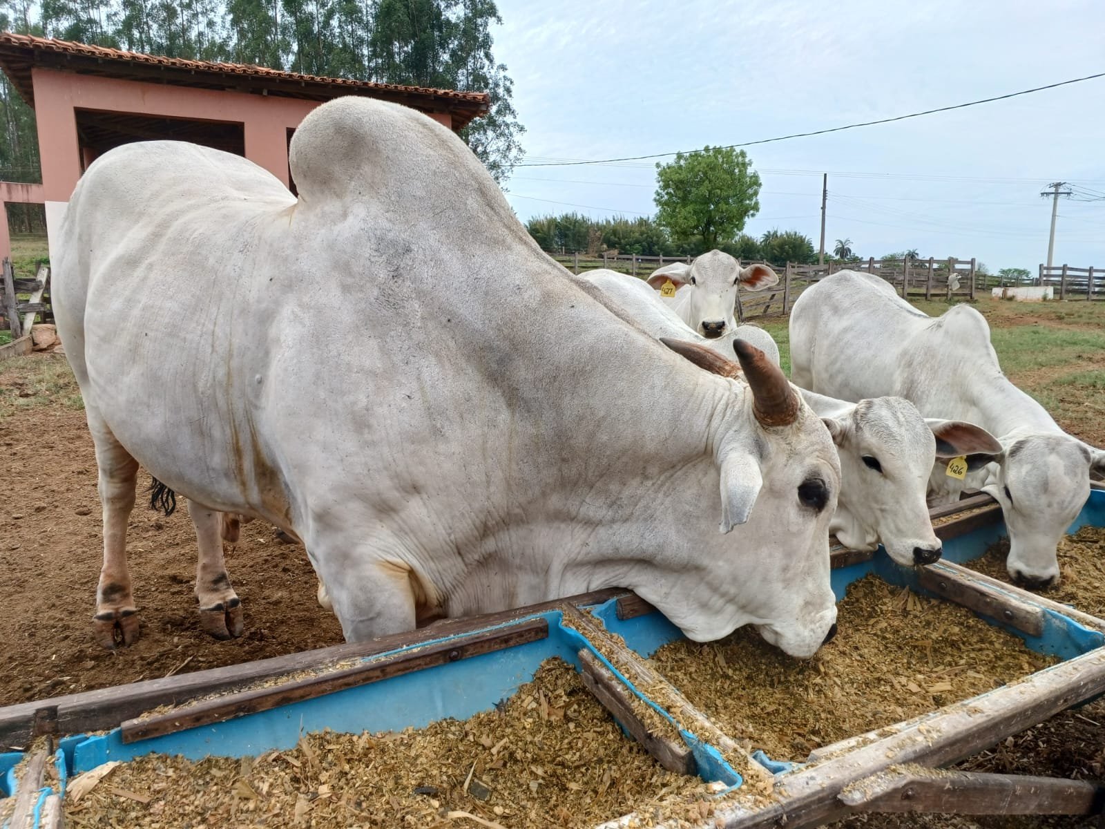 Unidade didática de Bovinocultura