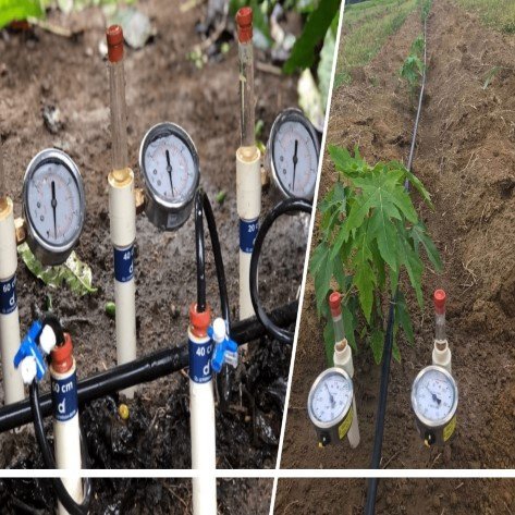 Manejo da irrigação com tensiômetros