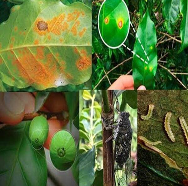 Curso- Principais pragas e doenças do cafeeiro