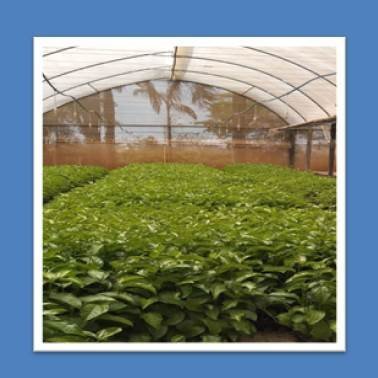 foto-capacitacao-cultivo-protegido-de-frutiferas_FABIO