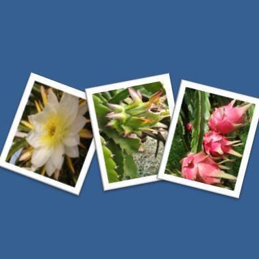 figuras-para-capa-curso-de-capacitacao-pitaya-FABIO