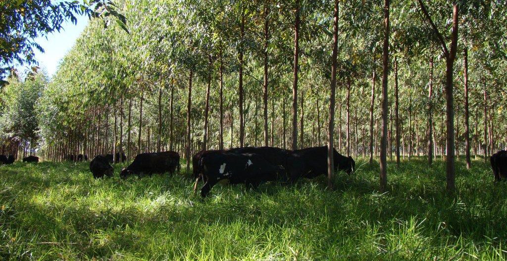 Unidade Demonstrativa de ILPF em Prudente de Morais (MG) - Foto: Divulgação EPAMIG