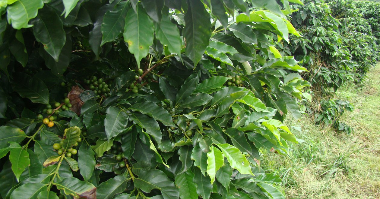 A poda do cafeeiro e o manejo da lavoura serão destaque no evento. Foto: Samantha Mapa - EPAMIG