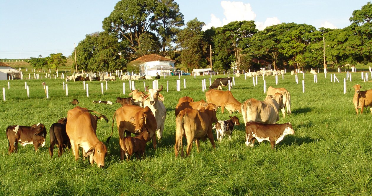 Dia de campo vai destacar tecnologias para melhoramento do gado de leite. Divulgação EPAMIG