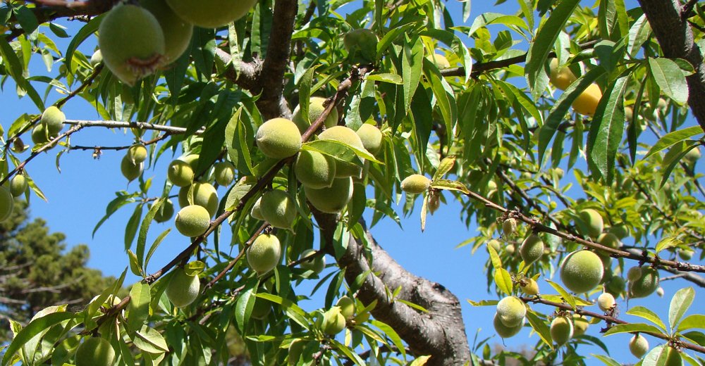 Encontro abordou fruticultura de Montanha. Foto: Mariana Penaforte - EPAMIG