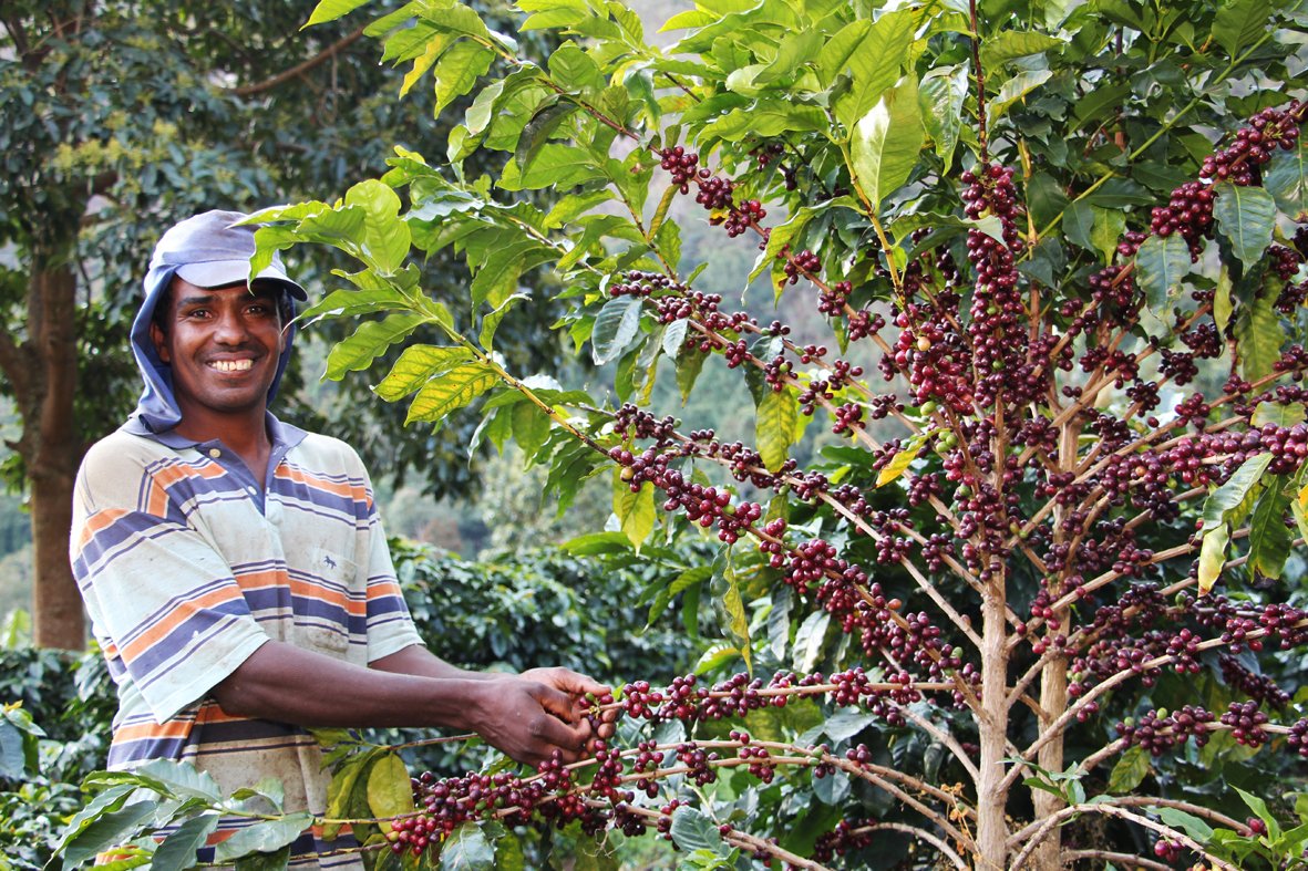 Colheita de café pode ocorrer mais cedo devido ao clima - Foto Erasmo Reis
