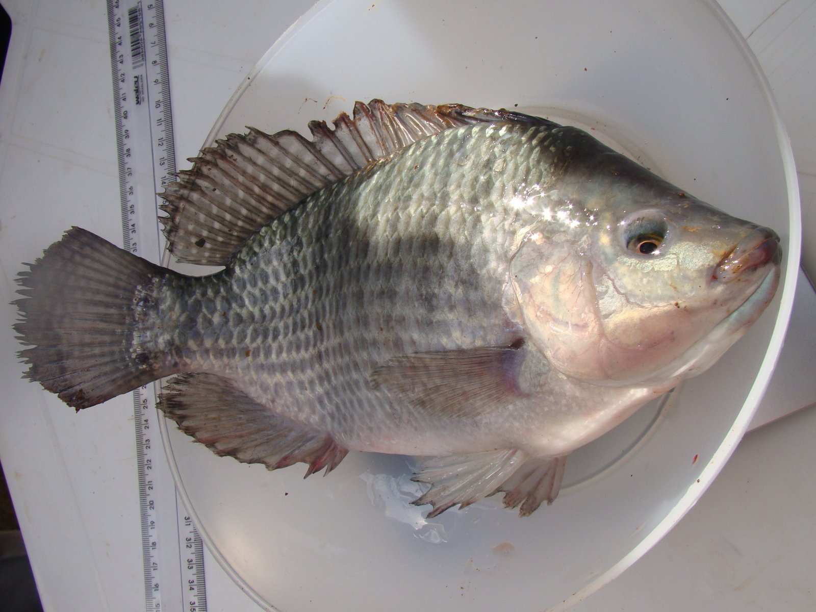 O modelo básico é composto por sete caixas d’água em fibra de vidro - Crédito Erasmo Pereira Encontro aborda produção de tilápias em fluxo contínuo de água. Foto: Erasmo Pereira - EPAMIG