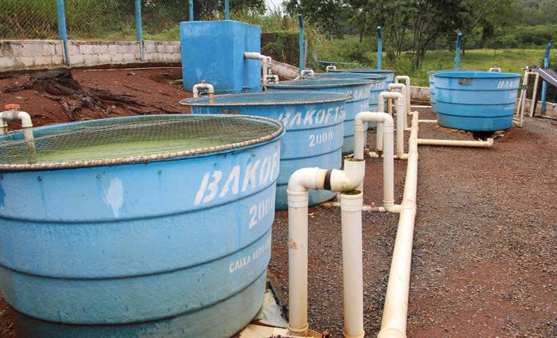 Unidade Demonstrativa no Campo Experimental da EPAMIG em Arcos. Foto: Erasmo Pereira - EPAMIG