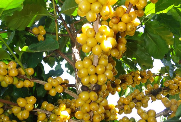 Cultivar Paraíso é uma das 15 desenvolvidas pela EPAMIG em parceria com outras instituições de pesquisa. Foto: Samantha Mapa - EPAMIG