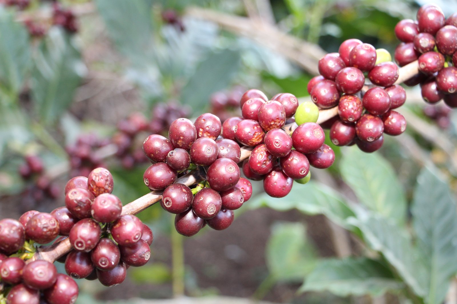 3522 - Dentre os fatores ambientais da região destaca-se o clima favorável à produção de cafés - Foto Erasmo Pereira