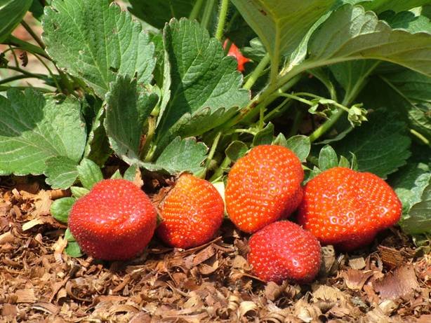 Morango orgânico é um dos artigos da nova edição da revista. Minas destaca-se como maior produtor nacional de morango. Foto Mário Sérgio-EPAMIG