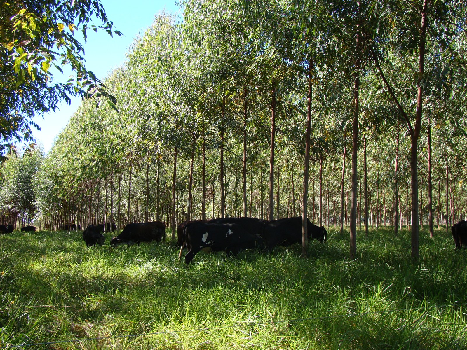 24.09.13 Unidade Demonstrativa de ILPF em Prudente de Morais - Crédito Divulgação Epamig