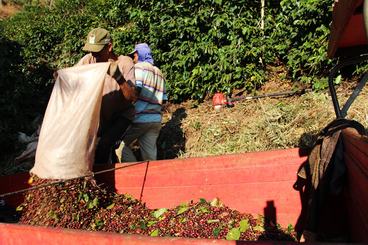 3493 Colheita de café na Zona da Mata