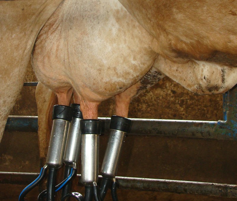 Manejo da ordenha e saúde do úbere serão abordados durante o giro tecnológico