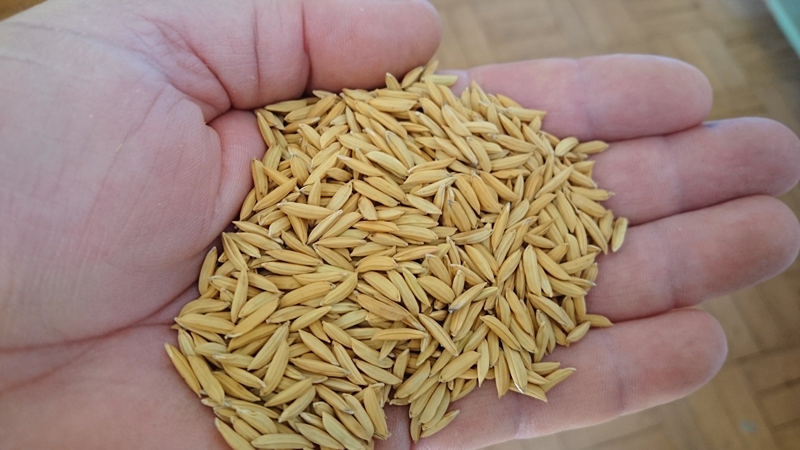 EPAMIG através do manejo da adubação pesquisa arroz biofortificado no Alto Paranaíba-Foto Maurício Coelho