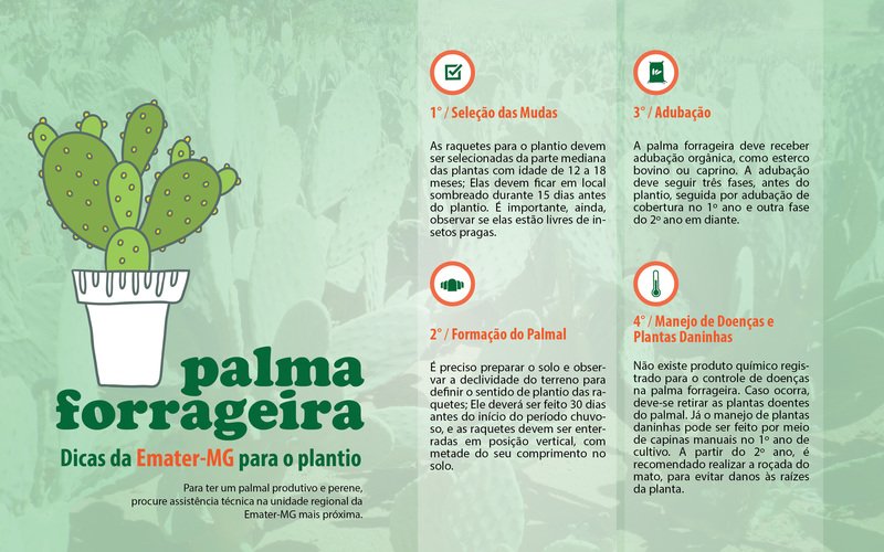 ARTE COMO PLANTAR PALMA FORRAGEIRA