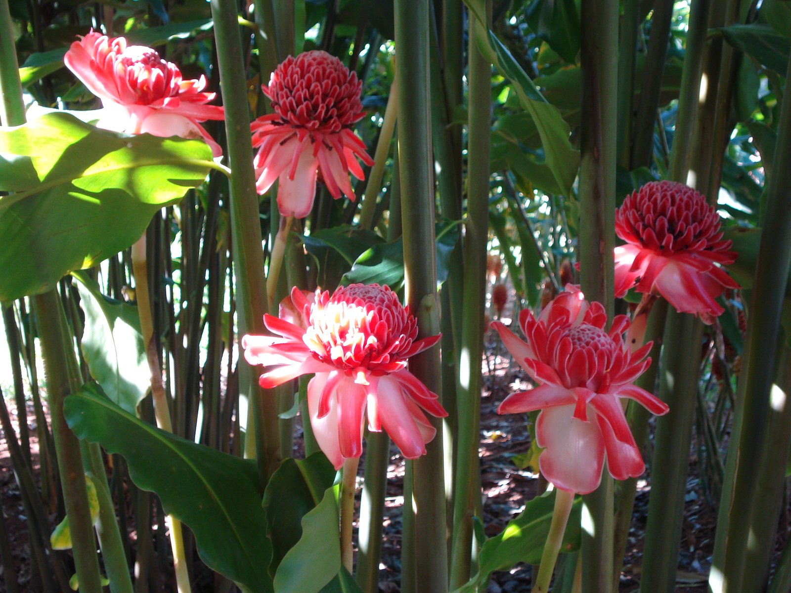 Seminário de Floricultura será em Belo Horizonte em 9 e 10 Crédito- Simone Novaes -Epamig