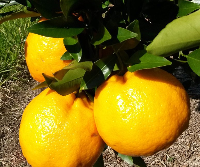 Tangerina ponkan fruto sadio blog