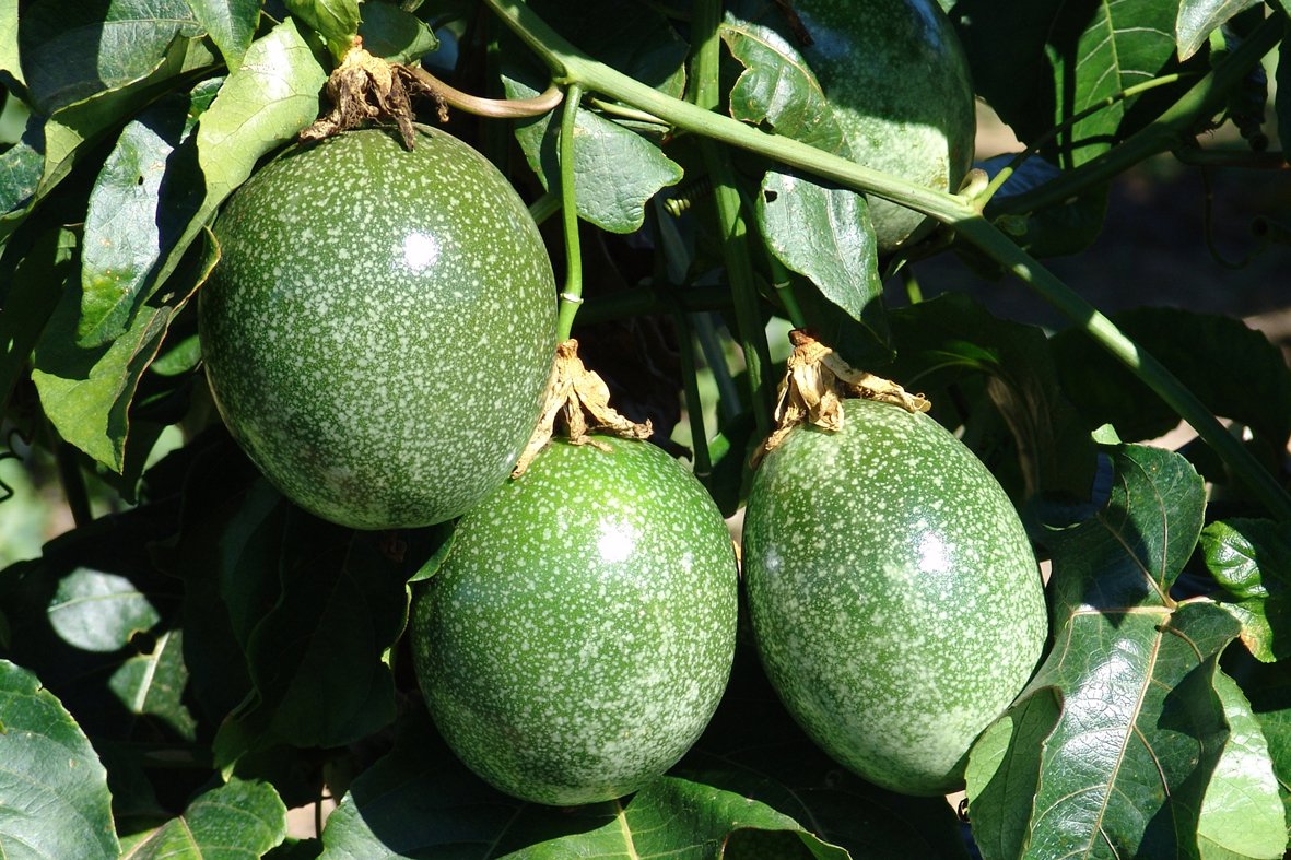 brasil-e-o-maior-produtor-de-maracuja-manejo-de-doencas-e-necessario-para-garantir-produtividade-dos-pomares