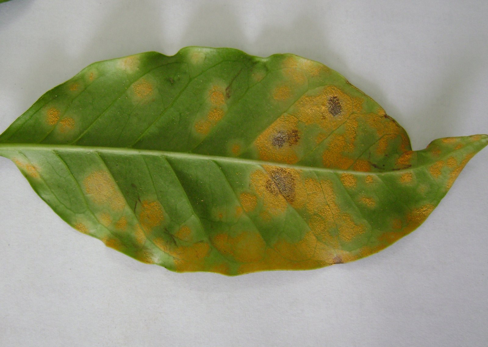 monitoramento-da-ferrugem-no-cafeeiro-sera-um-dos-assuntos-abordados-durante-o-evento-foto-vicente-carvalho