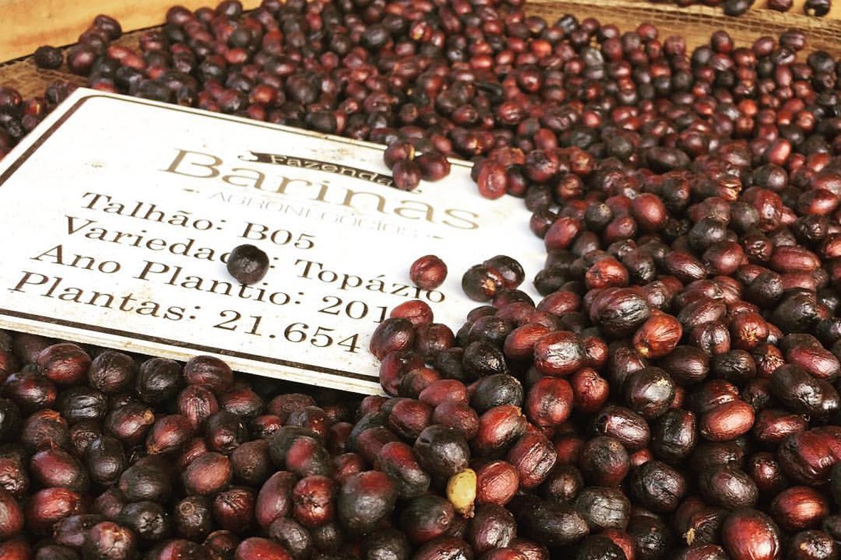 cultivar-topazio-produzida-em-araxa-segundo-lugar-na-categoria-cafe-natural-do-premio-regiao-do-cerrado-mineiro-foto-divulgacao-barinas