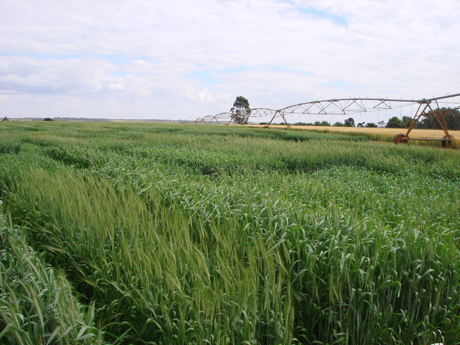 pesquisa-busca-cultivares-de-trigo-adaptadas-ao-clima-e-solo-de-minas-gerais-foto-mauricio-coelho-epamig