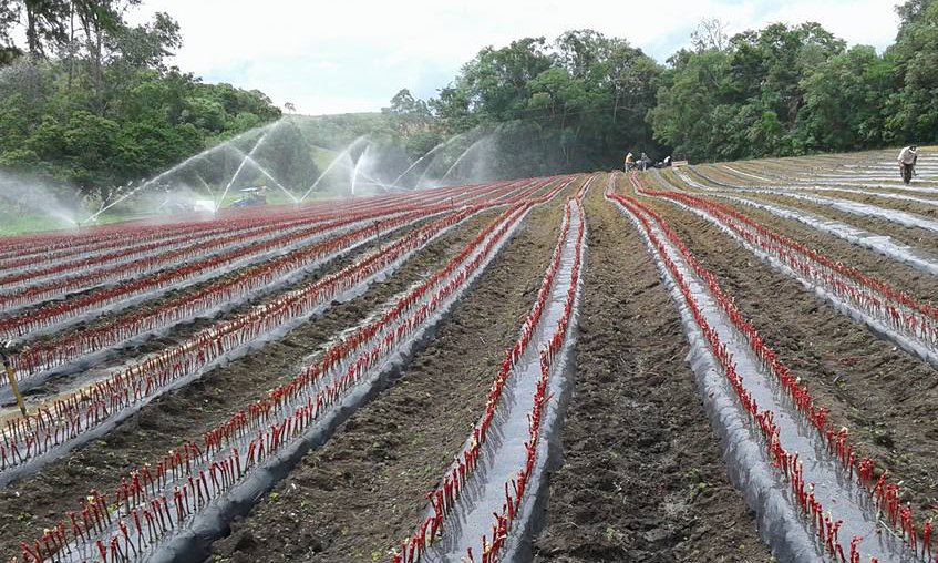 serao-disponibilizadas-para-comercializacao-50-mil-mudas-enxertadas-de-videiras-credito-daniel-jose-rodrigues