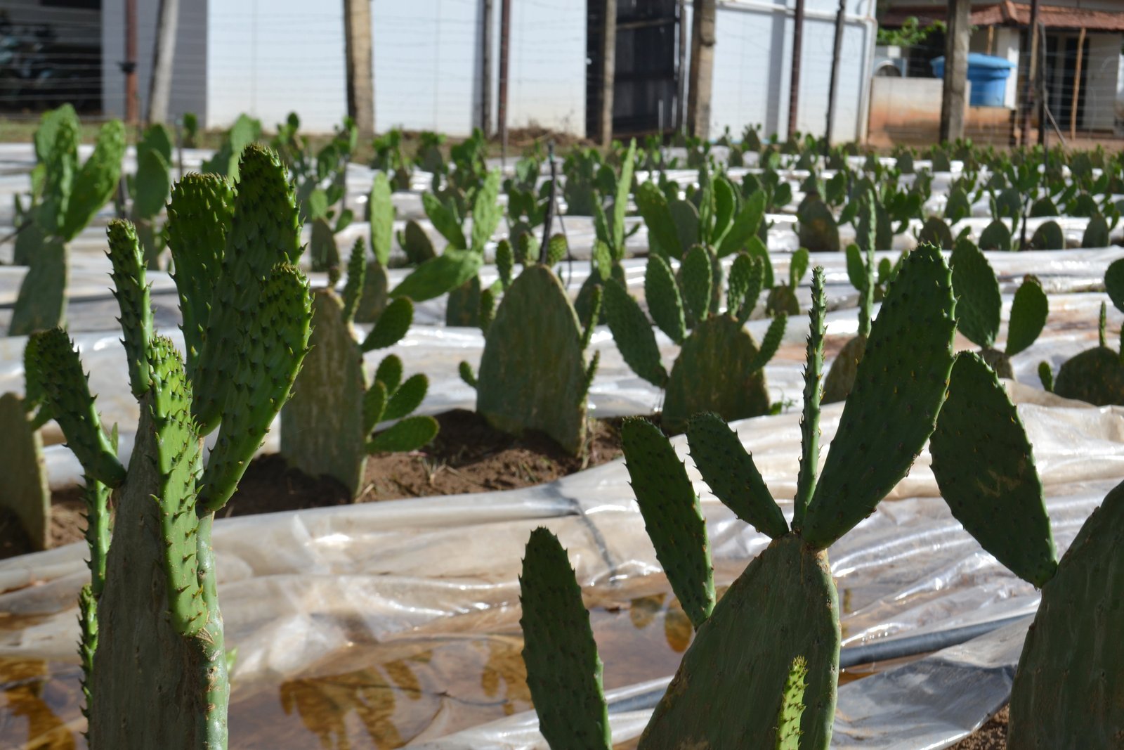 DSC_0163 - Banco de germoplasma da palma forrageira implantado no Norte pode contribuir para a disseminação dessa planta fonte de alimentação do rebanho