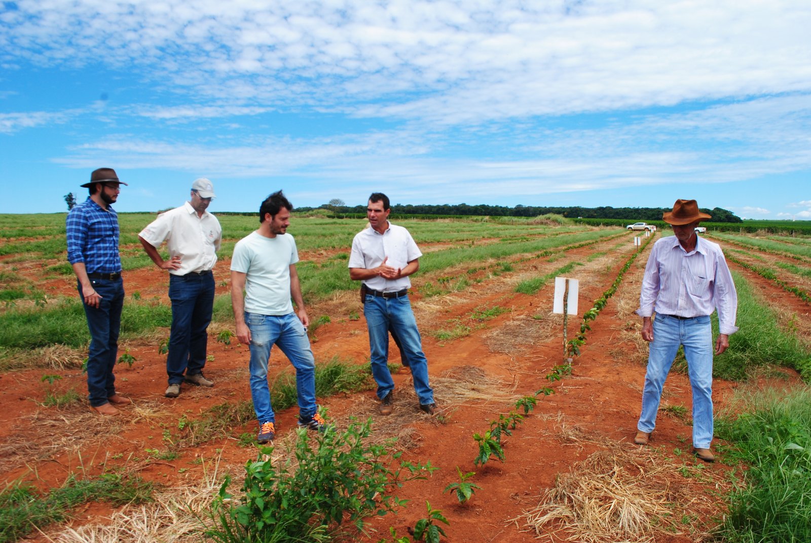 Equipe técnica em visita aos experimentos de café