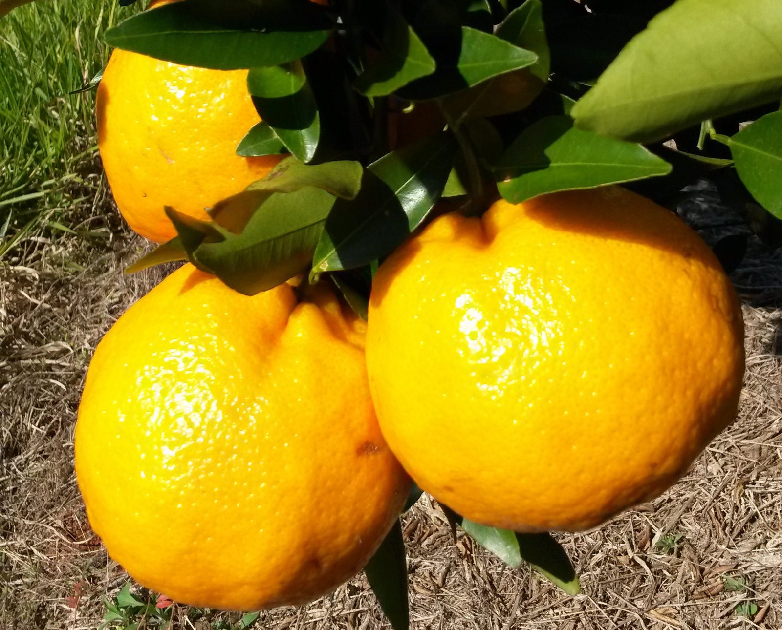 Tangerina ponkan fruto sadio