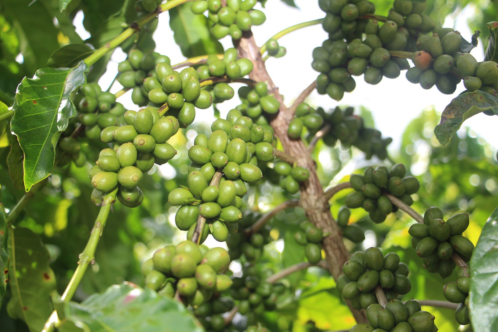 IMG_6146 Café Conilon é tema do encontro