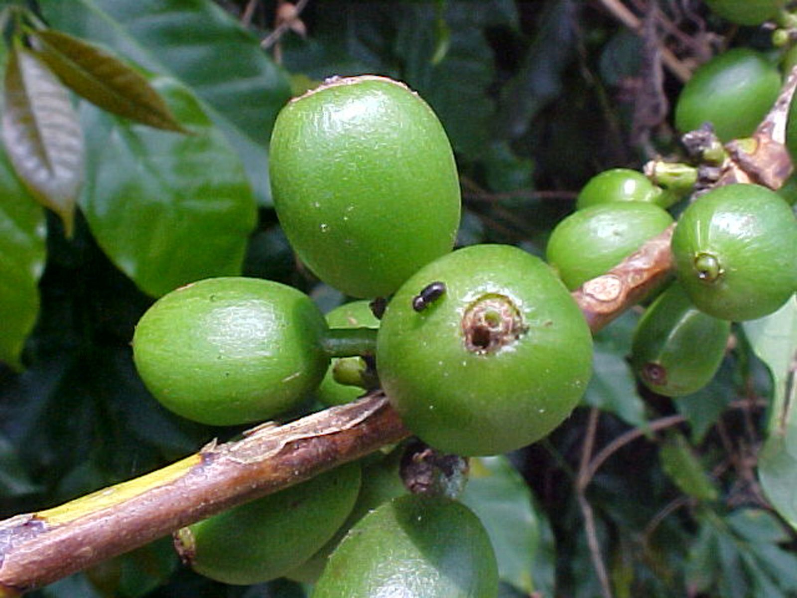 a broca-do-café só ataca os frutos do cafeeiro