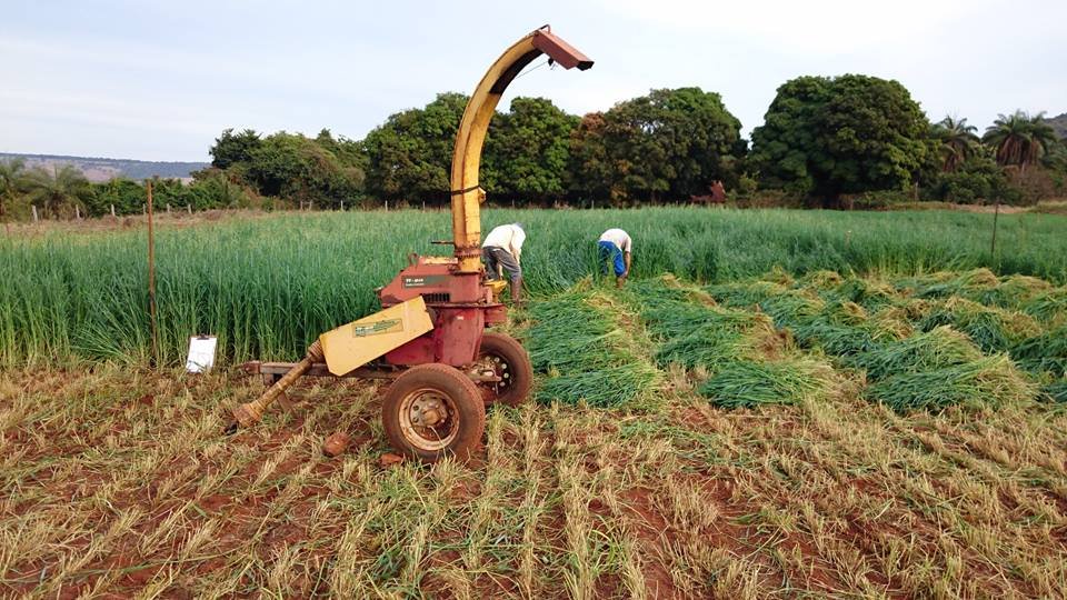 Corte para trato com aveia