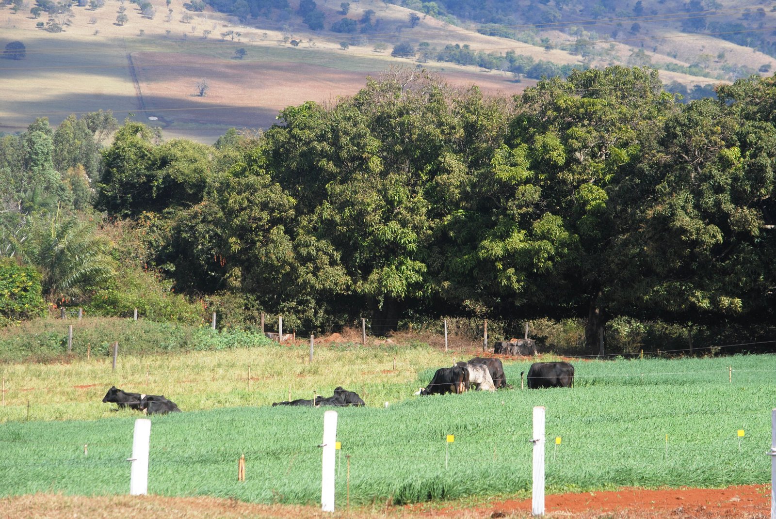 Trato em pastejo na aveia