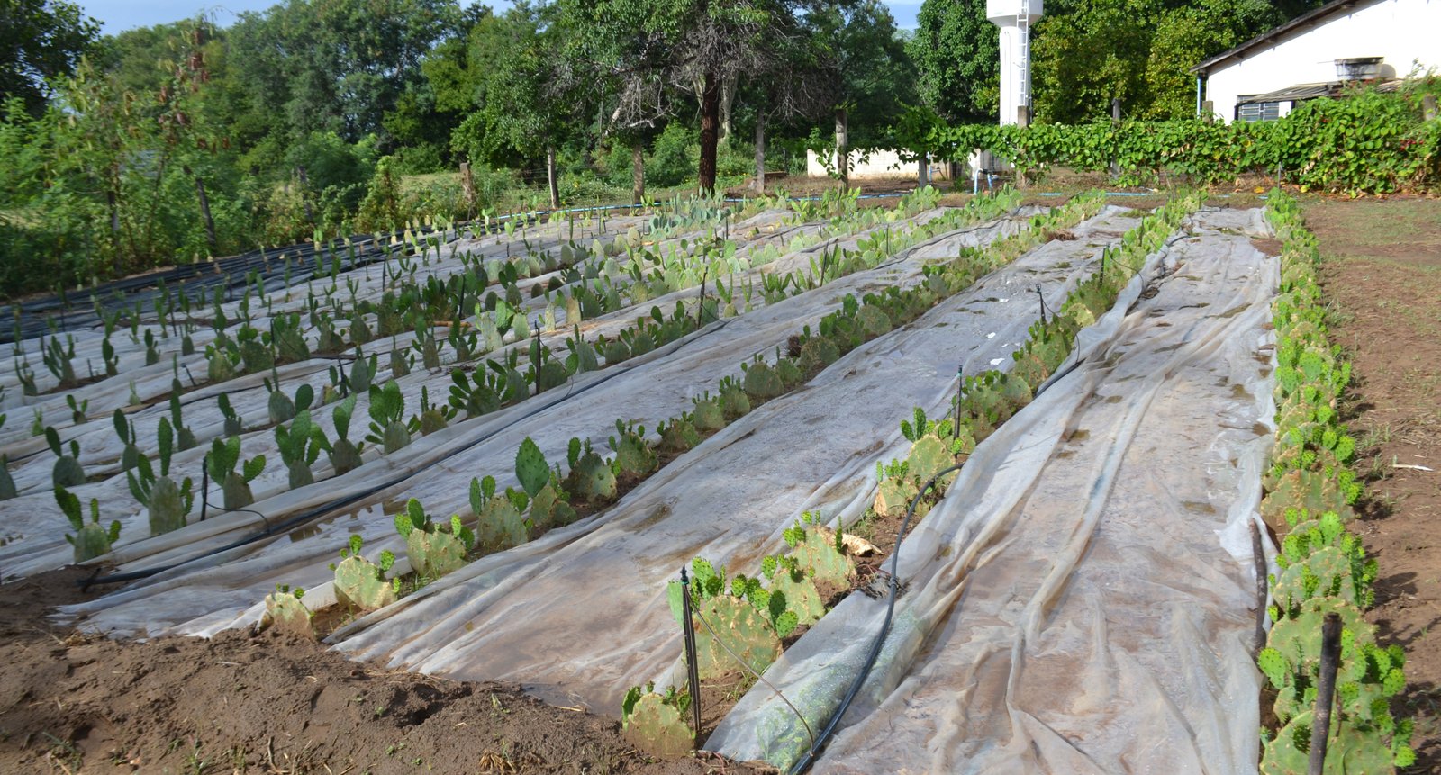 divulgação EPAMIG (1)