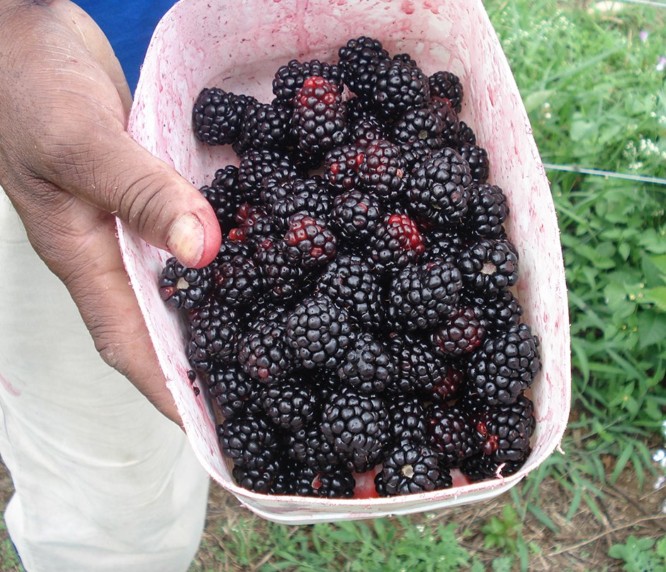 colheita foto 2 - Emerson