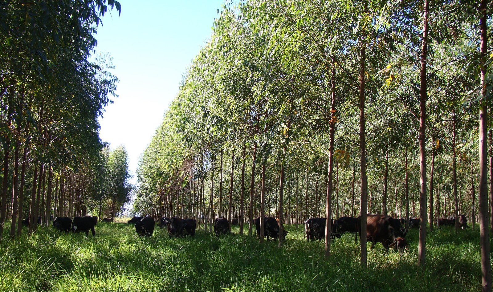 dsc07448 ILPF auxilia na recuperação de áreas degradadas