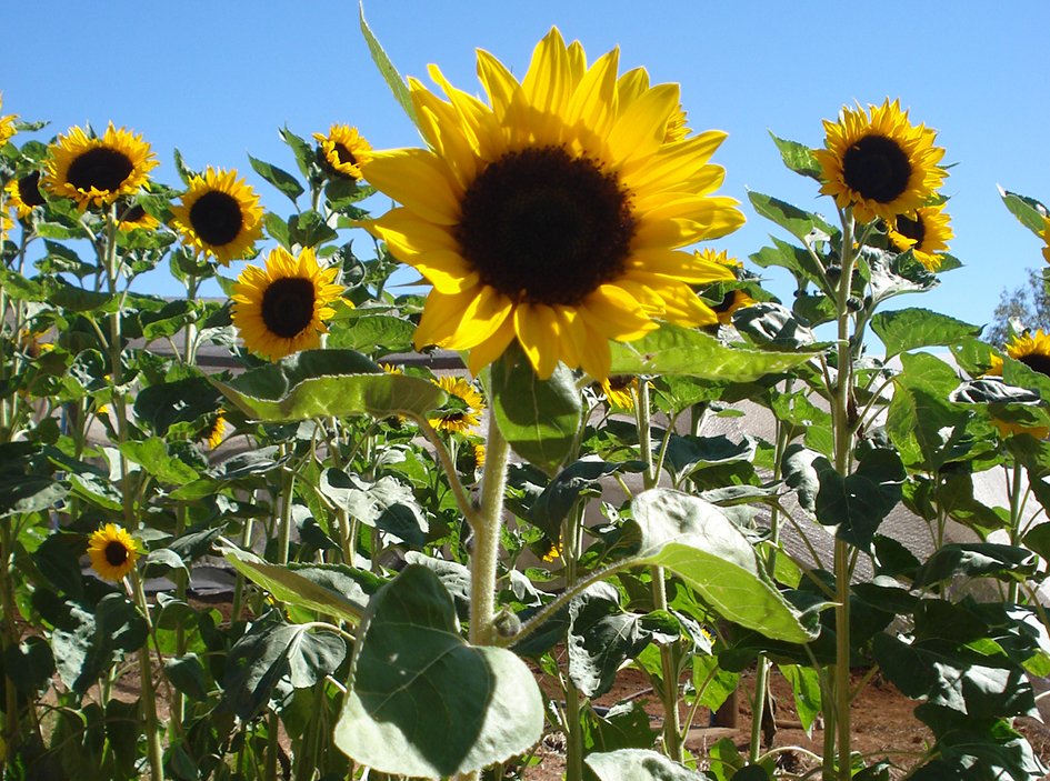 Girassol - Crédito Simone Reis