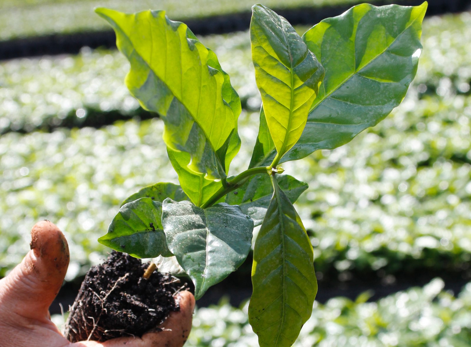 _MG_1593 Renovação da Lavoura Cafeeira será tema da palestra de abertura