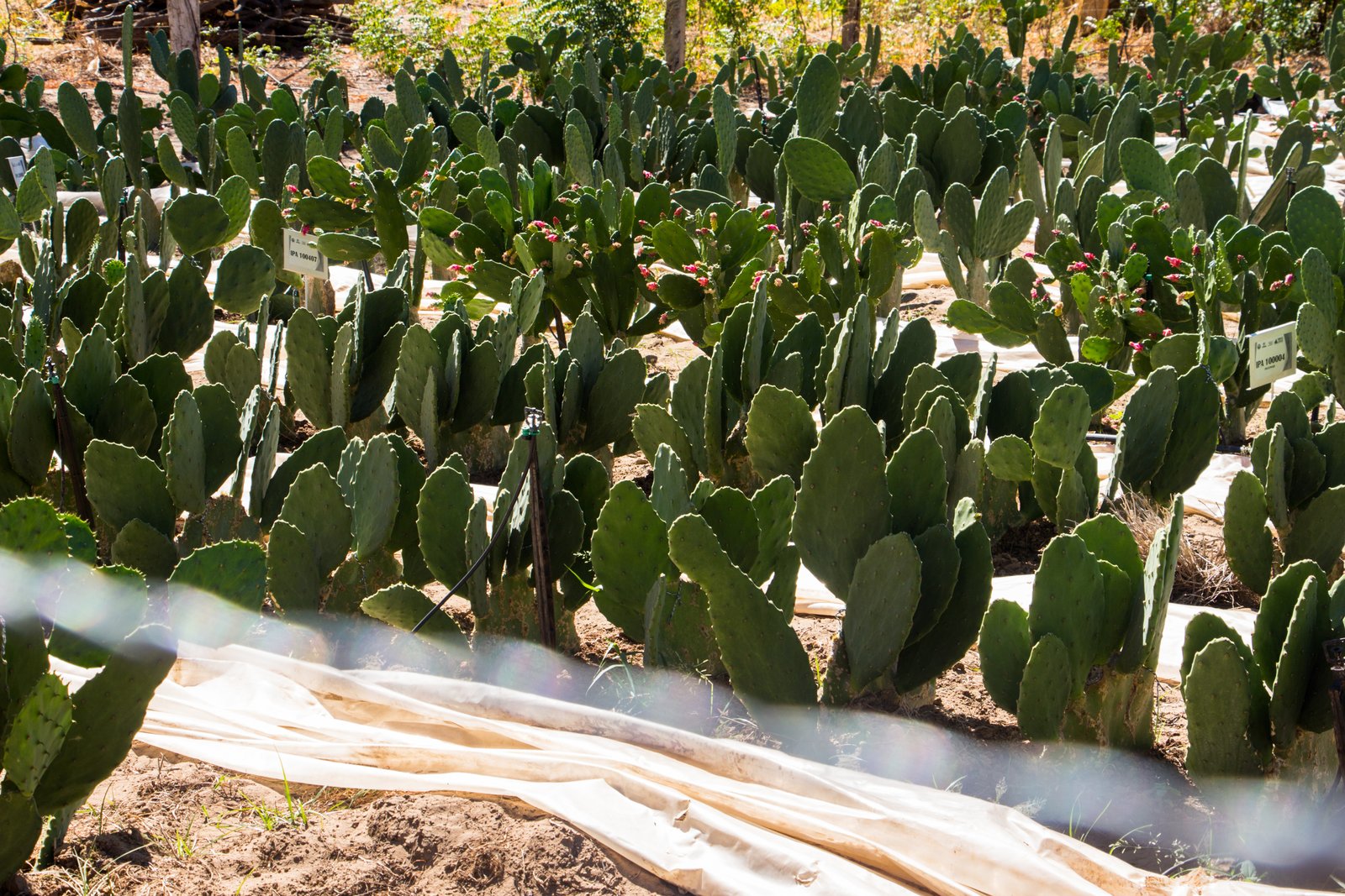 Foto: Leonardo Leles