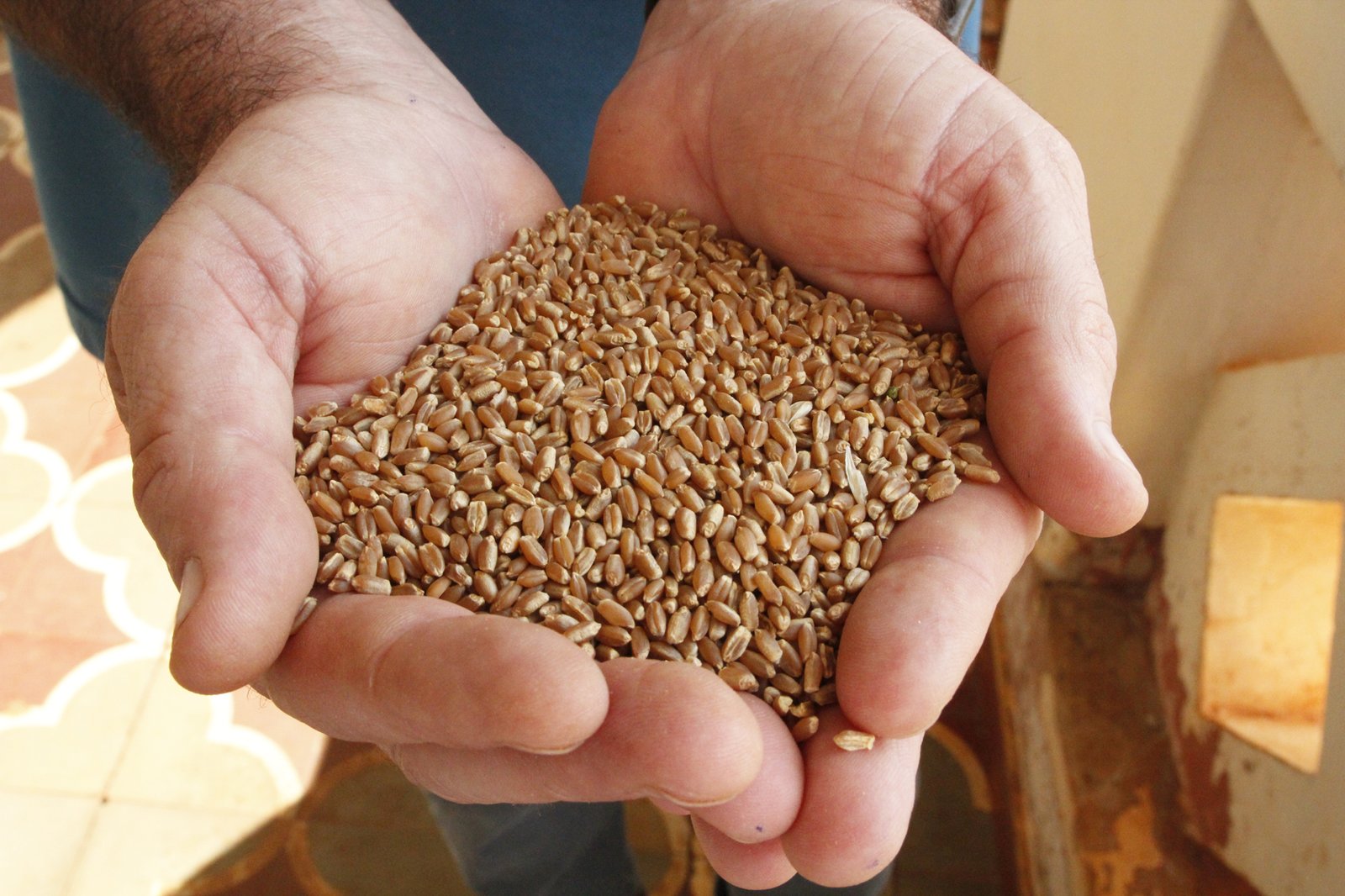 _MG_1536 - trigo Campo Experimental de Sertãozinho - Foto Samantha Mapa