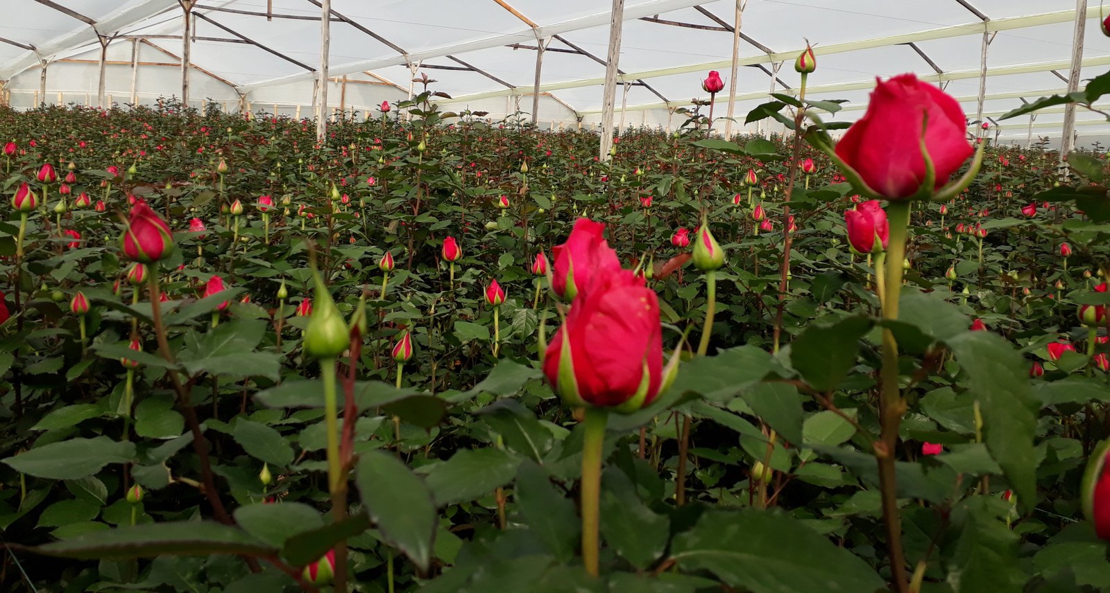 Foto 2 - Lívia Mendes de Carvalho