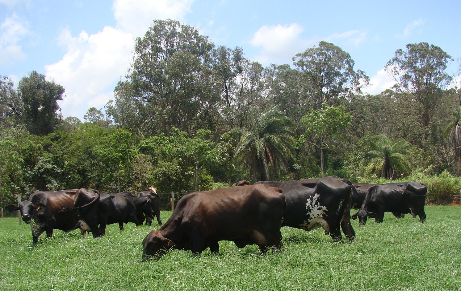 gado f1 - fazenda experimental santa rita - crédito erasmo pereira