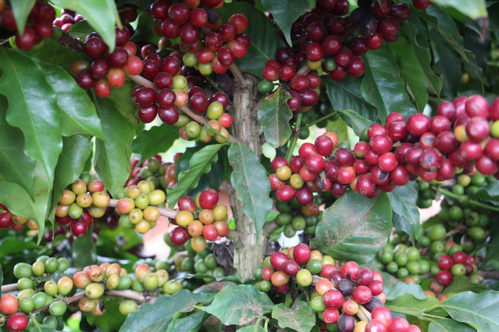 Variedade Aranas (13)