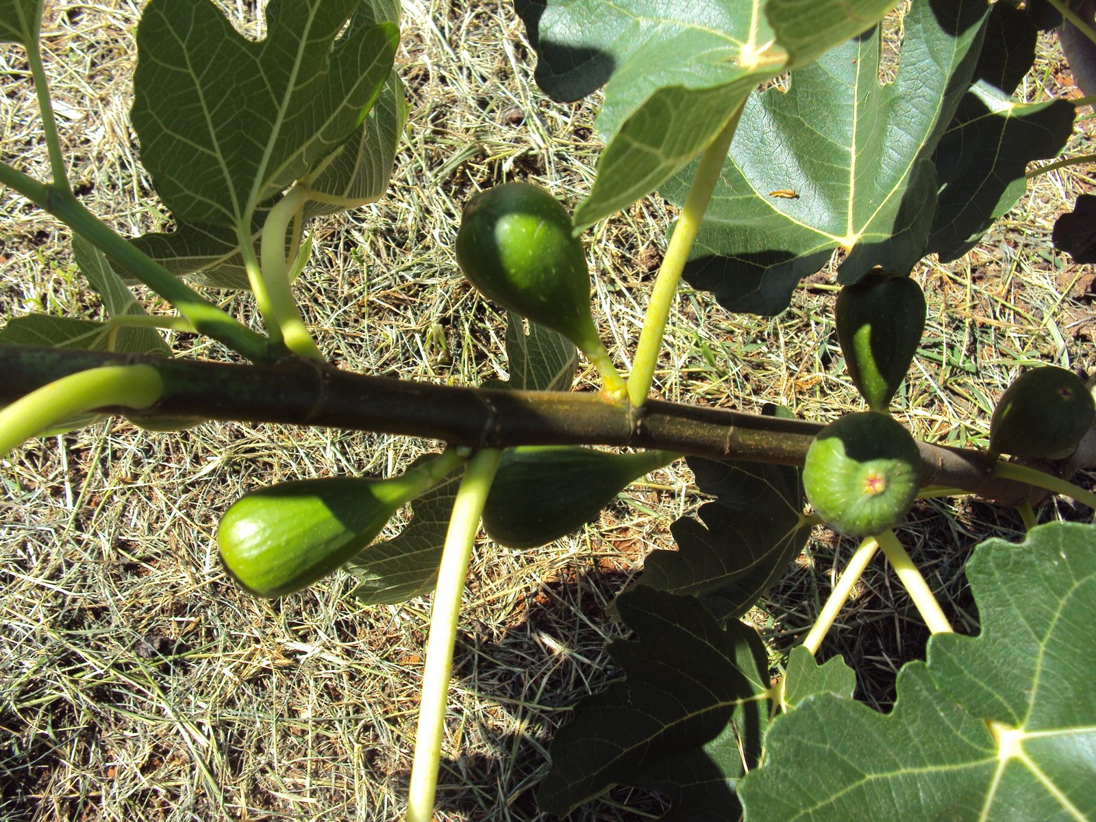 UD Figo - Paulo Norberto