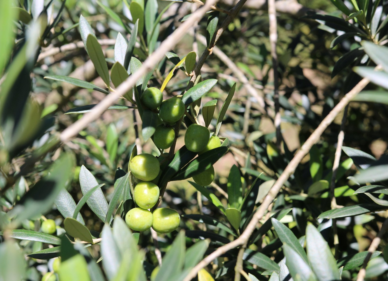 IMG_9625 Oliveira com azeitonas - Foto Erasmo Pereira