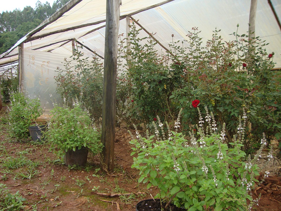 Rosas e Manjericão (2)