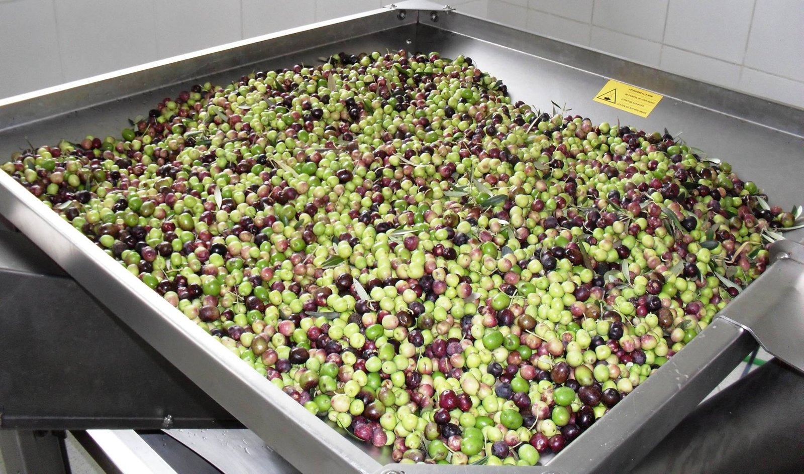 1º dia de extração de azeite no Campo de Maria da Fé - 29.01.16-Amanda Lopes