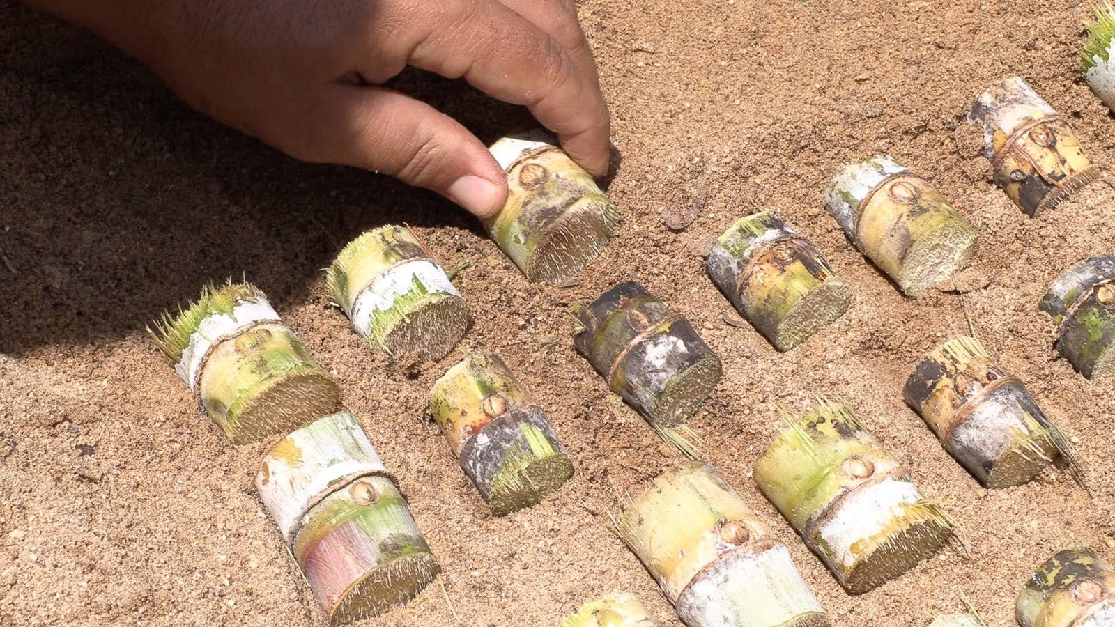 Cana broto sendo plantado