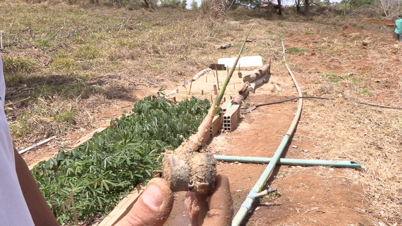 cana muda pré-germinada